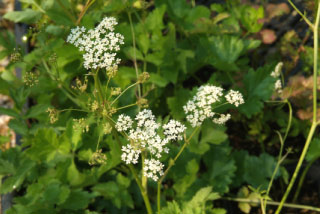 Pimpinella majorGrote bevernel bestellen